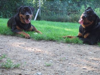 Rogue and silly Ivan. What handsome boys :)
