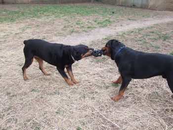 Carley and Rogue playing tug - another favorite of theirs
