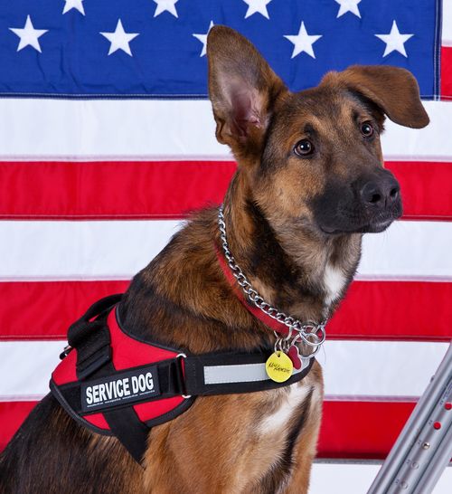 American K9 Connection