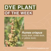 Dye Plant of the Week Announcement