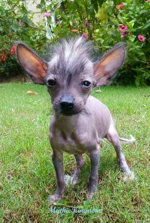 Mythic kingdom hot sale chinese crested