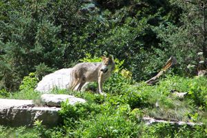Red wolf at Brookfield zoo