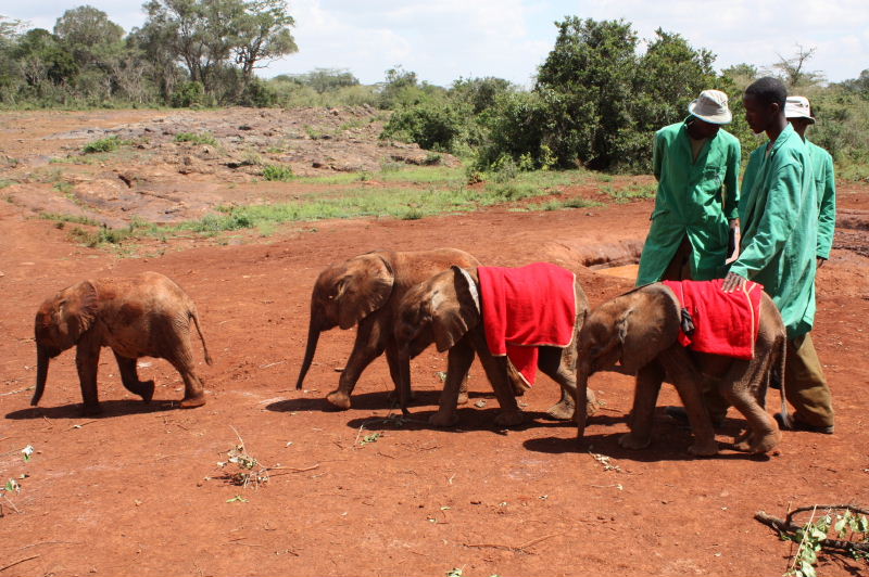 sheldrickwildlifetrust.org