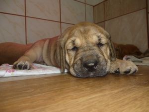 Broholmer puppies for sales sale near me