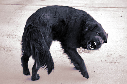 are irish wolfhound aggressive