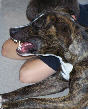 are brindle dogs aggressive