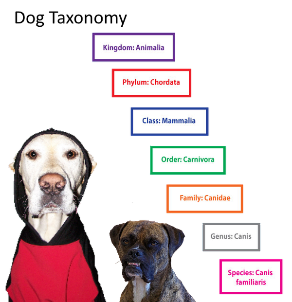 https://d10j3mvrs1suex.cloudfront.net/u/56670/bde58fa388933e7c4416f62d74d0a9f03ce76813/original/dog-classification.png/!!/undefined/b:W1sic2l6ZSIsImxhcmdlIl1d.png