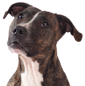 Molosso (cão) – Wikipédia, a enciclopédia livre