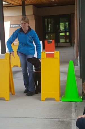 Guide dog training process.