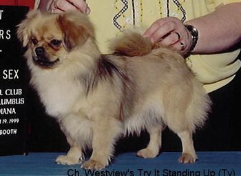 CH. Westview's Try It Standing Up (Ty) Breeder: Connie Buckland Ty passed away earlier this summer. Her owners missed her deeply. She had a wonderful home and spent her winters in Florida!
