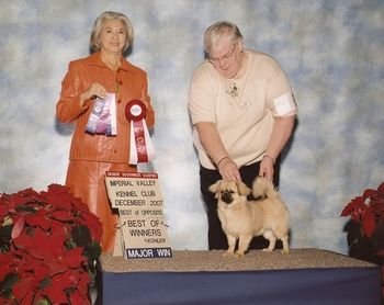 Duart's La Dolce Vita At Westview (Ruby) Breeders: Jean Briggs & June Kapos Ruby has been have a wonderful time in the rings this spring. She currently has 14 pts. both majors towards her championship. She is a great little girl with lots of attitude. Thanks Jean for allowing her to be our "anniversary gift"
