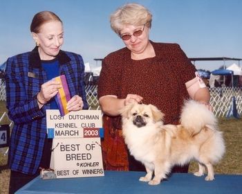 CH. Westview Sarai Of Finiki ROM (Sarai) Breeder: Connie Buckland Sarai now lives in Mesa Arizona with Phyllis Scalf and Robert Churchey. She has taught them both not to under estimate Tibetan Spaniels. She keeps all the Ridgebacks on their toes!
