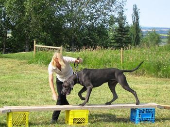 2005 Great Dane Club of Canada, Fun Day, Blue takes a first try at agility!
