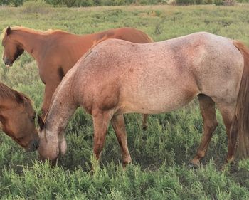 SOLDEagles Shandy Red Roan Mare great producer
