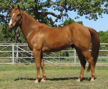 *SOLDSprat Cat    2006 AQHA Sorrel Gelding   Sire: Don't Know Jack  Dam: Most Catty Sprat   Cowboy is what we call this nice youg gelding. He is bred the best with some of the best right on his papers like Peppy San and Doc's Jack Sprat to name a few.  Cowboy is finished in the sorting pen as well as roping a little outside. He is very gentle and very friendly. If your looking for one to go one with don't miss Cowboy.
