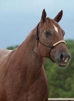 Sassy Billy Jack 1998 AQHA Red Roan Mare Sire: Billy Two Jack Dam: Sassy Baroness Anne by Sassy Leo Jack In Foal to Romans Royal Tee for 2011
