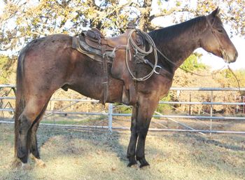SOLDFQH Justa Redneck  2006 AQHA Bay Roan Gelding  Sire: Hairpin Justa Redtex Dam: Miss Silver Jaguar  This is one big stout ranch gelding 15.1-2 and very heavy made weighing at least 1300-1350. He has been working for a living dragging calves and doctoring in the pasture. He is gentle and easy to get along with.  He is all foundation bred with Gooseberry right on his papers. He is fine out on the trails and in the pastures not spooking or gitty stays calm under pressure making him the perfect mount for just about anyone needing to work their cows or ride down the trails.
