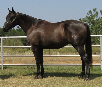 SOLD
Thank you Steve Meyers
Livingston, TX.

Peppeir Redneck
2006 Black Gelding
Sire: Ima Little Peppier
Dam: Colonel Joann

This gelding is broke to death for anyone to ride. He is gentle as you would ever want one to be. He has been used as a turn back horse and he does great. He has also roped a bunch of cattle in the pasture but has not in the arena. He has a baby doll head, pretty V in his chest and a nice hip, he has a full mane and tail. He doesn't get excited about anything. This horse could go back to the pen as a turn back horse and wow what a pretty ranch/trail horse he is. This gelding will work for just about anyone to do whatever they wanted as he is willing. He is bred the best with Peppy San Badger, Mr San Peppy, and Colonel Freckles all right on his papers. If you are looking for a nice one that is pretty and black don't let this one get away
