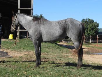 SOLD# 80 2015 AQHA Blue Roan Stallion  Sire: Hancocks Red Timber Dam: S Little Pumpkin  This young blue roan stallion is coming along very nicely. He is extremely athletic and smart. This colt is going to make a great head horse ranch horse or barrel horse as he is quick and fast. He will mature out at about 15.2 and 1200+ pounds. He was bred to last and stand up under the toughest jobs. He is great bone and size with good strong blacl feet. If you are looking for a nice blue roan here he is. He is an intact stallion at this time.
