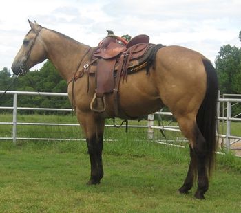 SOLDUnique Caliber  2007 AQHA Buckskin Gelding Sire: Unique Technique  Dam: Irresistible Lady   This is a big pretty dark buckskin gelding with his whole life ahead of him. He is been started well on the ranch dragging calves and doctoring, checking fence and prowling cattle.  He is not finished but has drug a couple hundred calves and doctored a few, he just needs more time on the ranch. He has a big motor and a great long trot and can go all day. He is suitable for an intermediate rider due to the fact he is quick on his feet. No hump or buck just really walks out with a purpose. He is a great head horse prospect as well as the speed events. Take him back to the ranch or train him in the event of your choice. Either way he is a looker and catches everyones eye. UTD on vaccinations, coggins and fresh shoes.
