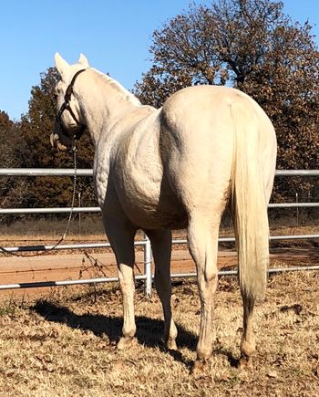 SOLDLunas Playgun 2017 AQHA Palomino Mare  Sire: Miss And Gun Dam: A Raving Classic  Here is another nice palomino filly by Miss And Gun out of a very good daughter of Classical Skipper. She is the kind you build a program around. New pictures just taken today November 20, 2018. She has already haired up for winter, just didn’t get her pictures before it got cold. She is palomino with a snow white mane and tail and will be much darker when she sheds her winter hair. She is very correct from head to toe. V's up nice in her front end. She is feminine with lots of natural muscling. She is UTD with all vaccinations, worming and hoof trimmings. She is very sweet and kind and would make a great one for a youth to show in 4-H.  She will mature at about 14.3. If you are looking for a good young one to train your way don't overlook this pretty girl.  6500 Located in Cushing, Oklahoma 918-306-9498 or 918-327-3110
