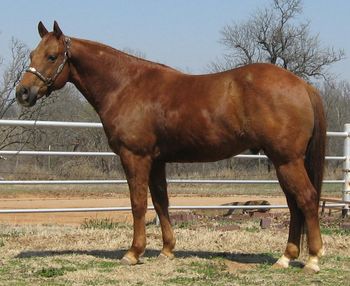 SOLDHillbilly Highbrow         2003 AQHA Sorrel Gelding     Sire: Highbrow Hickory   Dam: Smoken Charm    Hillbilly Highbrow is an own son the the Great Highbrow Hickory LTE. of 197,292 and his mother is a producing mare with LTE of 46,658. His previous owner became ill and was unable to show him. He is a finished cutter. He would be great in the sorting pen as well as he has been to a few sortings in the past. We havefinished him heeling and he has already won a ton of money. This horse can really run and stop. He would excell as a serious breakaway horse. This gelding is extremely quick and catty and is a great one to haul. He has done well in both low number as well as higher number ropings. If your looking for one that will take you to the pay window here he is.

