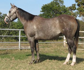 *SOLDSilver Gun Girl 2011 AQHA Gray Mare  This nice young gray mare is bred the best as her sire Pegasus has NCHA earings of 54,784 and he is and own Son of the Great Playgun stallion with LTE of 185,000  Her mother is also an own daughter of High Brow Hickory LTE 197,292  making her a double bred Freckles Playboy. She has many great horses on her papers and also the ability to do what ever disipline you want to finish her in. She is very gentle and kind and easy to get along with. We have been roping the dummy on her on the heel side and just started roping live cattle out of the box on her. We have checked cattle on her and roped a few in the pasture as well. She will sure enough watch a cow as she should. She has a nice handle on her and is an excellent calf horse prospect as well as heeling and breakaway roping.  If your looking for one bred right with color and ability look no further.  https://youtu.be/X6K5nwDlSgg  https://youtu.be/SYosY8Xzo2I  https://youtu.be/ewXX9a9AlyE https://www.youtube.com/watch?v=G1geCkb6ak8&feature=em-share_video_user https://www.youtube.com/watch?v=c3pdV05ihDo&feature=em-share_video_user
