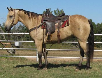 SOLD

Thank You  Emilio Cons  Hermosillo, Sonora  Mexico

Summers Colonel

2006 AQHA Buckskin Gelding

This buckskin gelding has alot of looks to him. He has been used on the ranch and will go anywhere you point him. He rides out quiet . He has had some mounted shooting training. This gelding would be a great one to take to the roping pen and train on the head side or if your looking for a pretty one to just ride or check your cows here he is.
