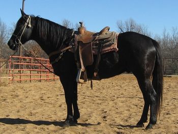 SOLD
Thank you Garrett MO
Black As Onix 2007 AQHA Black Gelding Sire:Buzzed Up Bo Dam: Little Skebars SOLD* BlacK As Onix is a pretty foundation Leo bred black gelding. He has been tracking some cattle and has been used on the ranch to move cattle around and check fences. He is easy to get along with. If your looking for one to start in the cattle or roping event or just use as a trail horse he will work for you. Click on the videos below to watch him ride. http://youtu.be/yv7A9EPU2Ao http://youtu.be/i5nr_DpdzYo
