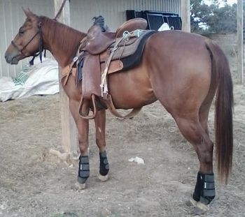 SOLD"Little Joe" 2012 AQHA Sorrel/Red Rona Stallion  Sire: Miss AND Gun Dam: A Smart Penny   'Little Joe" is riding very very well. He  side passes picks up his leads, lopes good circles. Rides off your leg and is super soft in the face. We have roped the dummy off of him, logged him and tracked cattle. He is very cowy and will really watch a cow and wants to please. My 7 year old niece lopes him on the barrels and out in the pasture!  Im not saying he is a kids horse but ours ride him with no problem. He will make a great calf and heel horse as well as any other event. Joe is 14 hands now and will mature at 14.1-14.2 and will be a tank. he is roaning out all over his body.
