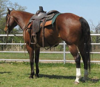 SOLD    "Cruise"     2008 Bay Gelding   This is one nice young gelding that is gentle and kind. he has a big kind eye and great conformation. He is very easy to look at. He rides with a nice head set and is very smooth. He is ready to go in any direction you would want to take him. Whether it be the trails, roping or any othe the other cattle events. He is 14.3 and very correct. If you are looking for a pretty one here he is.
