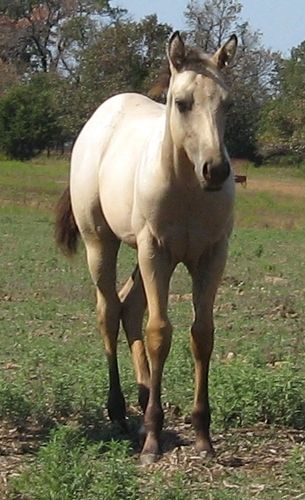 SOLD

2012 AQHA Buckskin Stallion Sire: Miss And Gun Dam: Sassy Billy Jack SOLD Congratulations to leon Hurst Okehman, OK This is a great young stallion prospect as well as a great one to raise up and train for any of the cattle events. He is bleached out from being out in the sun but he will be just as dark as his sire later on.

