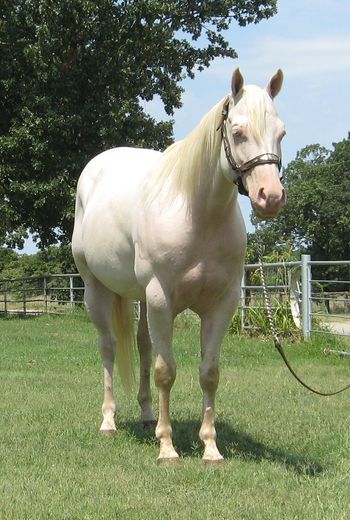 SOLDCreamy Streak  2010 Creamello Gelding  Sire: CL Lord Buckley  Dam: Buckley Linday Streak   Quincy is what we call this nice young gelding. He is 15.1 and 1200+ pounds He is super super gentle and kind and wow look at the conformation of this pretty boy and he rides very nicely as well. He is broke off your leg as well as broke in the face. Picks up leads, side passes and was trained like one is supposed to be done. Quincy has been used some on the ranch, roping, dragging calves and pushing cattle. He is not finished on the ranch yet he has seen and done most all aspects.  This gelding absolutely loves kids and would be a great on to show in 4-H, FFA and Youth AQHA events as well as for an adult to finish and show in many different AQHA events including Performance Halter as this horse is extremely correct and with his color you will get noticed.  Quincy will go as slow as his rider needs or put your spurs on and he will really ride around. He is bred nicely with Streak of Fame and Sir Quincy Dan both on his papers. If your looking for a pretty one to show or just ride down the trails he is super quiet and nothing much bothers him. https://youtu.be/m6sQi1CmshUm  https://youtu.be/GwQB4ow6G0k https://youtu.be/aLYkkt5GQsw
