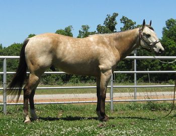 SOLDHobos Sassy Image  2009 AQHA Buckskin Gelding  Sire: Cee Bee Harlan Dam: Akie Breakie   This cute little buckskin gelding is 14.1+ he is super gentle and easy on the eye. He is started on the heel side roping the hot heels and live cattle. He tracks very well and really wants to watch a cow. We have also used him gathering cattle and sorting in the pens. He would make a great little sorting horse as well. He is super smooth to ride in all gaits.  If you are looking for one to finishe your way he could be finished on the heel side, do some breakaway and or tie-down roping as well as sorting and penning. He is also quiet out on the trails and wants to please so he should work for just about anyone. He is up to date with vaccinations, shoeing and his teeth.
