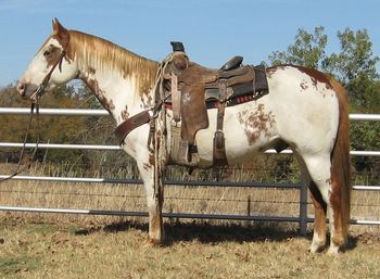 SOLD
2004 APHA Sorrel/Overo Gelding SOLD* JP as we call him at the ranch is pretty and stout. He is a finished heel horse and does very well. He has been hauled and has won money. JP and a 14 year old boy won the Junior All Around title a couple of years ago. Has been used in the pasture as well. He is broke and honest. Quite in the box. patterned well. JP could be used as a sorting or penning horse as well. He has a good handle on him and he is very pretty to look at. Links to Videos below. http://youtu.be/GEScUuLIrwU http://www.youtube.com/watch?v=p3TAnrxcdQ8 http://youtu.be/gWA_lwJjrlQ
