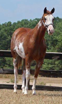 Mistys Classy 2009 APHA Sorrel Overo Mare Sire: Innocent And Classy Dam: Jewels Gold Bars SOLD Congratulations to Curtis Ozment Owasso, OK Misty Is a nice filly to start under saddle this spring. She has alot of pretty to her. Misty is performance bred, her mother is foundation bred and a great granddaughter of Jewels Leo Bars. This mare has really blossomed since my photo was taken. Misty is priced very reasonable at this time don't wait to buy her as she will only get better and her price will go up. SOLD

