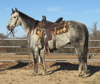 SOLD2009 Gray Gelding We have been riding this gray gelding outside on the trails through some pretty rough country and this guy will absolutely go anywhere he is pointed no matter how rough, steep or deep it is. He has been ridden out on the road so he has seen lots of things. We have also started logging him and tracking cattle. He is a perfect prospect for breakaway roping and goats. He would be a great one for an older youth that knows how to ride to make an all around rodeo horse out of. We will also start him on the poles as time allows. This gelding is super quick on his feet so he is not reccommeded for an inexperenced rider or someone needing a slower paced horse. This gelding has never had any hump or buck with us and is gentle. He stands 14.2 with good hard feet so no shoes required. he is UTD on vaccinations
