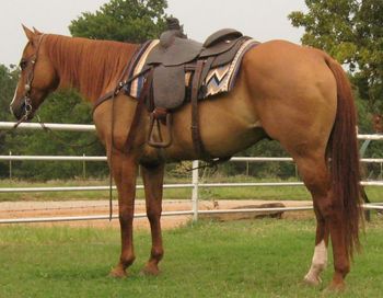 SOLDPeppy Gold Cross  2001 Red Dun gelding   Sire: Tee J Gold Peace  Dam: Truly Pepper Cross   This is a very nice gelding that is absolutly one of my favorites. he is a finished head horse and has been sed outside on the ranch and trail rode. My 5 and 6 year old ride him double with no problems. He is quiet in the box and rates well. He will fit a beginner thru a #6 roper. He has many great foundation horses on his papers like Gold Fingers, Eddie Red Rose and Jackie Bee to name a few. If you are looking for one that will take care of your that is pretty too look no further. He is 15.2 , broke to death and pretty.
