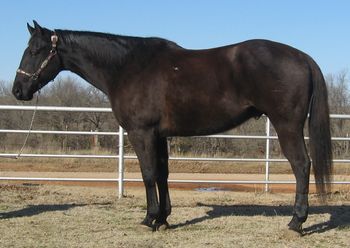 SOLDBlues Gold Pepper 2003 AQHA Black Gelding  Sire: Gold In The Bank  Dam: Blues Pepper   Nugget is what we call this nice black ranch gelding. He is also finished on the head side just needs a tune up in the area. Nugget has done all the ranch work, sorting, doctoring, dragging calves and checking fences. This horse is suitable for any level of rider.  Nugget is super quiet and loves attention. He is such a well rounded horse you could do anything with him such as cowboy dressage as this horse has the moves and a super nice handle to do anything you wanted. He is 15.3  but rides like he is 15 hands and very stout.  I can't say enough about this big pretty black boy.
