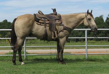 SOLD"Tank"  2010 Buckskin Gelding  This young gelding has been used on the ranch as well as the arena shagging bulls at the rodeos.  Tank has been used on the ranch to help doctor cattle, drag calves sort and brand. We have also used him to flag at the ropings and to shag bulls. He is a true 15 hands and solid made. Tank is ready to go on and finish in anything you want, He has a great level head set and great handle on him, broke like one should be. New shoes and UTD on vaccinations and coggins. If you are looking for that classy buckskin to prowl the cattle pastures or take to the arena to head or heel here he is. Ones like him are hard to find.  https://youtu.be/p4ujAaXJ2QE
