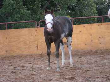 2010 APHA Sorrel Overo Stallion By Innocent And Classy Out of Social Lee
