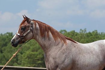 This Kids For Real AQHA/APHA Red Roan Stallion Sire: The Genuine Kid Dam: CRL Asheikwood
