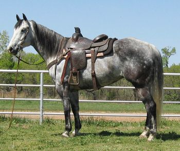 SOLD"Lewey"    2007 Gray Gelding    Lewey is a very nice gray gelding with a ton of pretty to him. He has been mainly used as atrail horse but he is young enough you could go anyway you wanted with him. He is 15 hands so he is just the right size for most anything. He is a pocket pet and loves attention. He has great feet and bone and is very kind and easy to be around.
