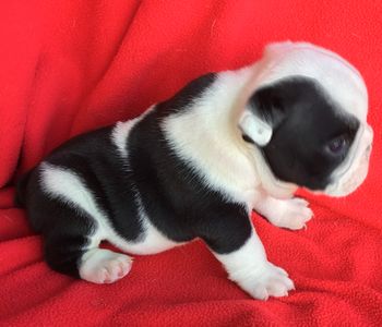 SOLD Black and white male from Panda and Bodacious 3000
