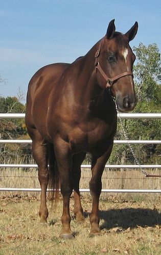 SOLD
Joe 2000 Chestnut Gelding Grade SOLD This ranch gelding has been used to gather cattle, sort, drag and doctor cattle. He has been started in the roping pen on both ends, he is better on the heel end. He is very easy to get along with, anybody can ride him. He would be great to check your cattle on as well as a very nice trail horse. He is 14.3 and weighs 1150. Stands great for the farrier. He is suitable for any level of rider.

