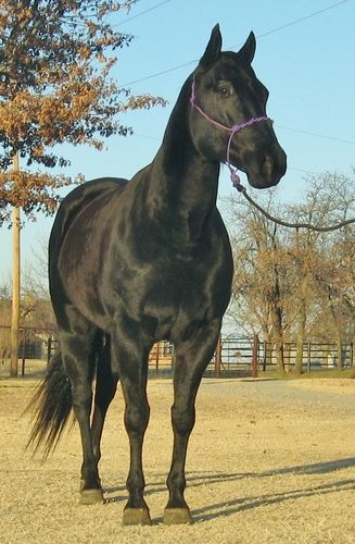 SOLD
Ambroses Royal Angel 2005 AQHA Blue Roan Gelding Sire: Free Ambrose Dam: A Royal Angel SOLD Congratulations to Lou Ann Smith Barrnsdale, OK Pretty Ranch broke gelding ready to train in the event of your choosing. This pretty boy looks black but will shed off lighter in the spring.

