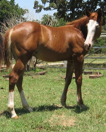 SOLD

2012 AQHA/APHA Sorrel Stallion Sire:Smoken Gunner Dam: My Little Berry SOLD He is a flashy young stallion, double registered AQHA and APHA. He is a grandson of the Famous Colonels Smoking Gun and Hollywood Dunnit. His mother is an own daughter of Dunnit like a Cowboy LTE of 126,000 as well as many prestigic events in Europe. This colt is bred in the purple on both top and bottom. He is an excellent reining prospect as well as any cattle events. He can already slide a mile. Get him now before weaning as his price will only go up. He will be halter broke, tied trained, clipped, bathed and feet trimmed before he goes to his new home.
