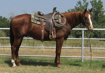 SOLD
Thank you Molly From Kansas
Doc JP Freckles

2006 AQHA Sorrel Gelding

Sire: King Of Freckles

Dam: Jeeper Miss Peepers

He has been started roping the hot heels and the heel side. A 10 year old boy has been riding him with no problem. He would be a good one just to go trail riding and be your friend.
He has some great horses on his papers like the great Colonel Freckles and Dry Doc as well as King. He is gentle and quiet. Loves attention and will follow you anywhere. He has a baby doll head and a big kind eye.
