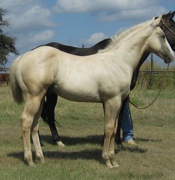 SOLD2013 AQHA Palomino StallionSire: Six Chicks BarDam: Canta Dame PonderThis is a big stout young palomino stallion. He will get darker as he sheds his baby hair, he has been out in the sun all summer. He is bred to perform the best. He has some great horses in his pedigree like the Famos Leo of both sides, Peppy San, Leo San and Six Chicks to name a few. His mother is a producing mare with one of her sons winning 48K as a heeling horse. If you are looking for a nice one to train for any of the cattle or roping events don't over look this nice colt. http://youtu.be/kJreFrOmut4
