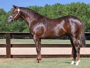 Romans Gold Bars 2008 AQHA Chestnut Stallion Sire: Romans Royal Tee Dam: Jewels Gold Bars SOLD Private Party Texas

